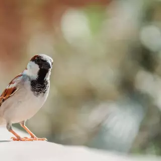 Niebanalne karmniki dla ptaków - Zaskakujące pomysły na DIY